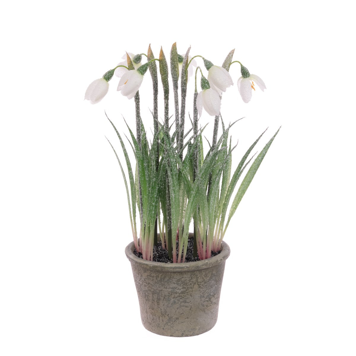 FROSTED SNOWDROPS IN POT 27cm