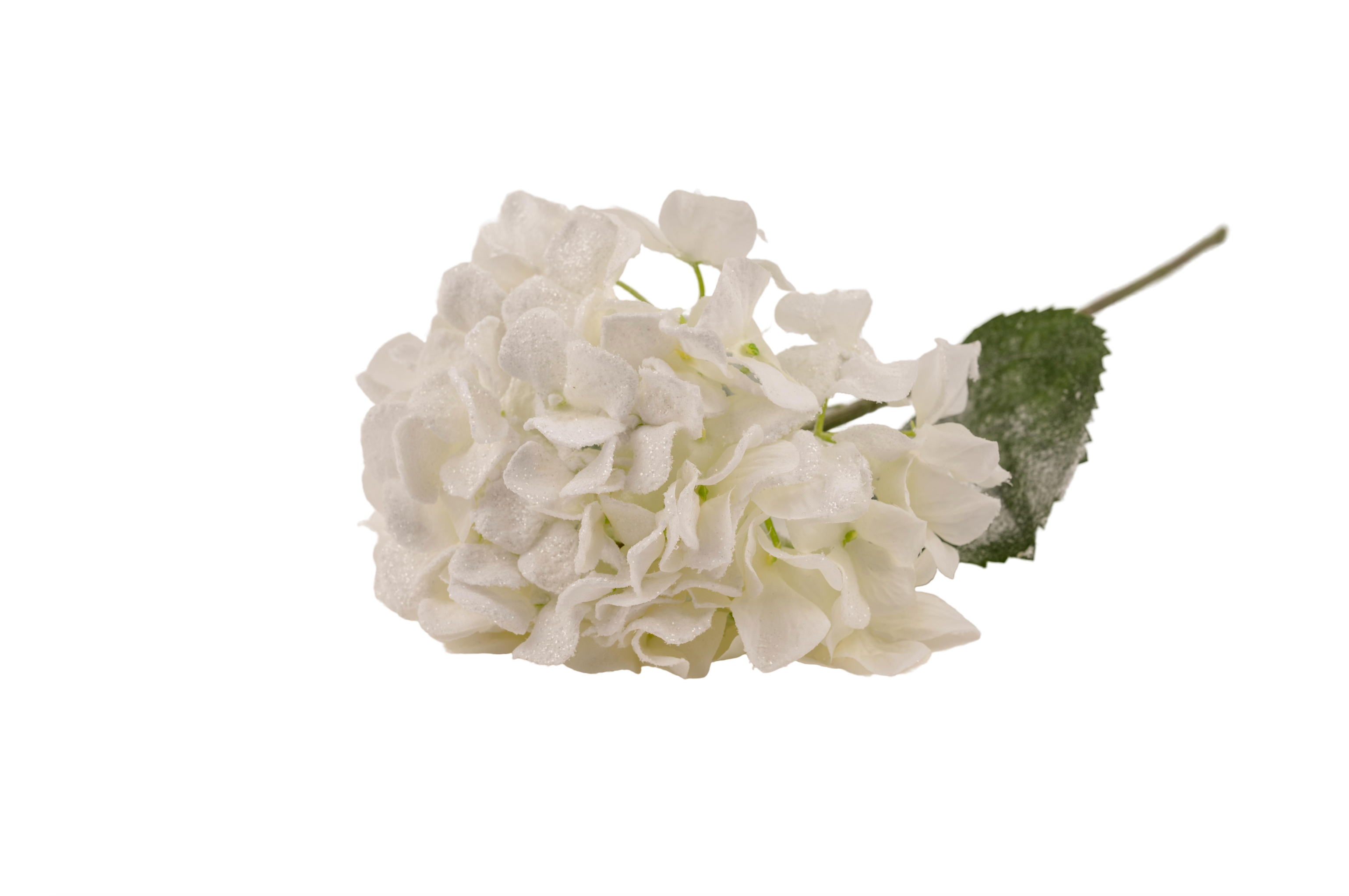 Frosted Hydrangea
