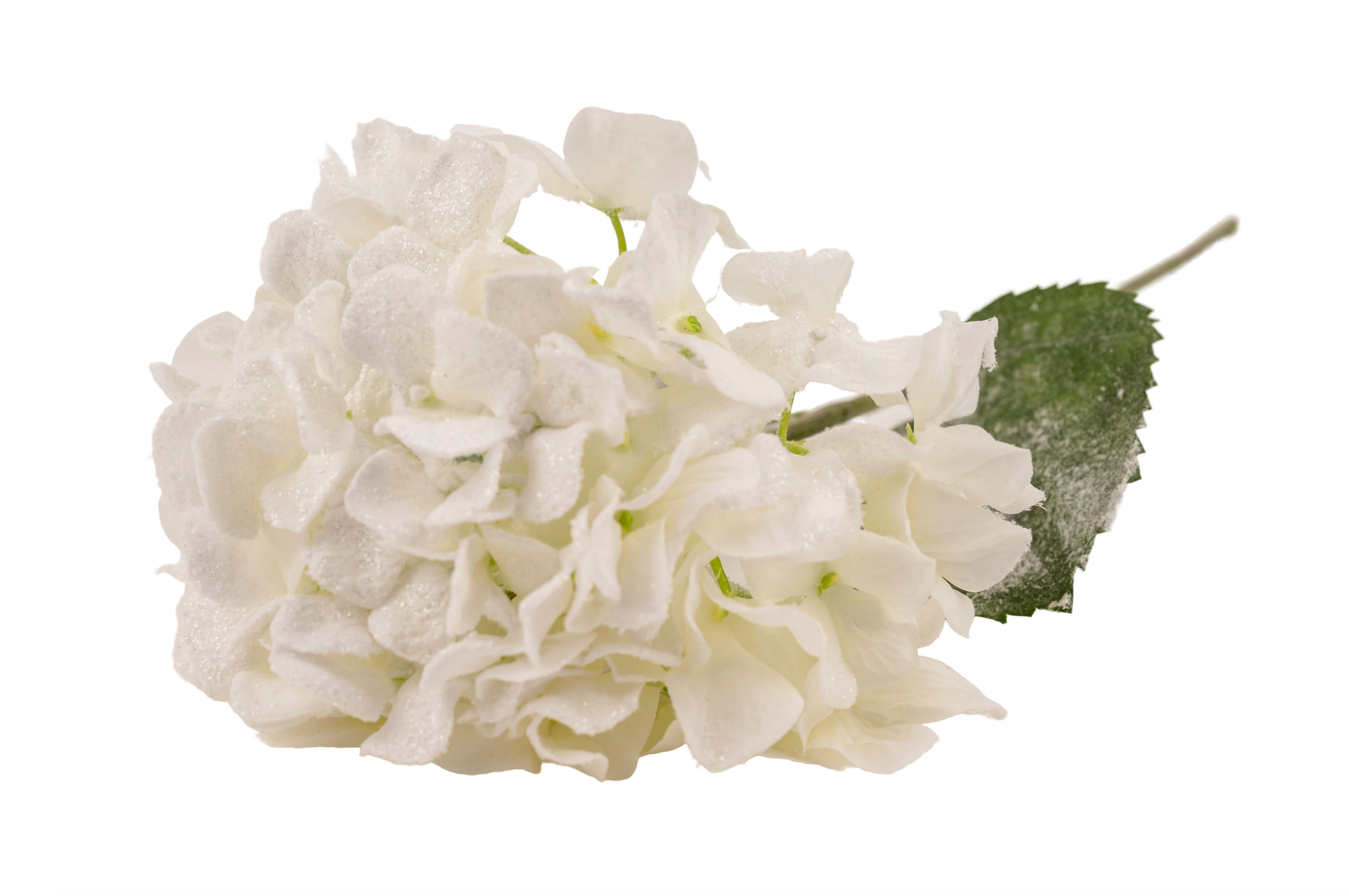 Frosted Hydrangea