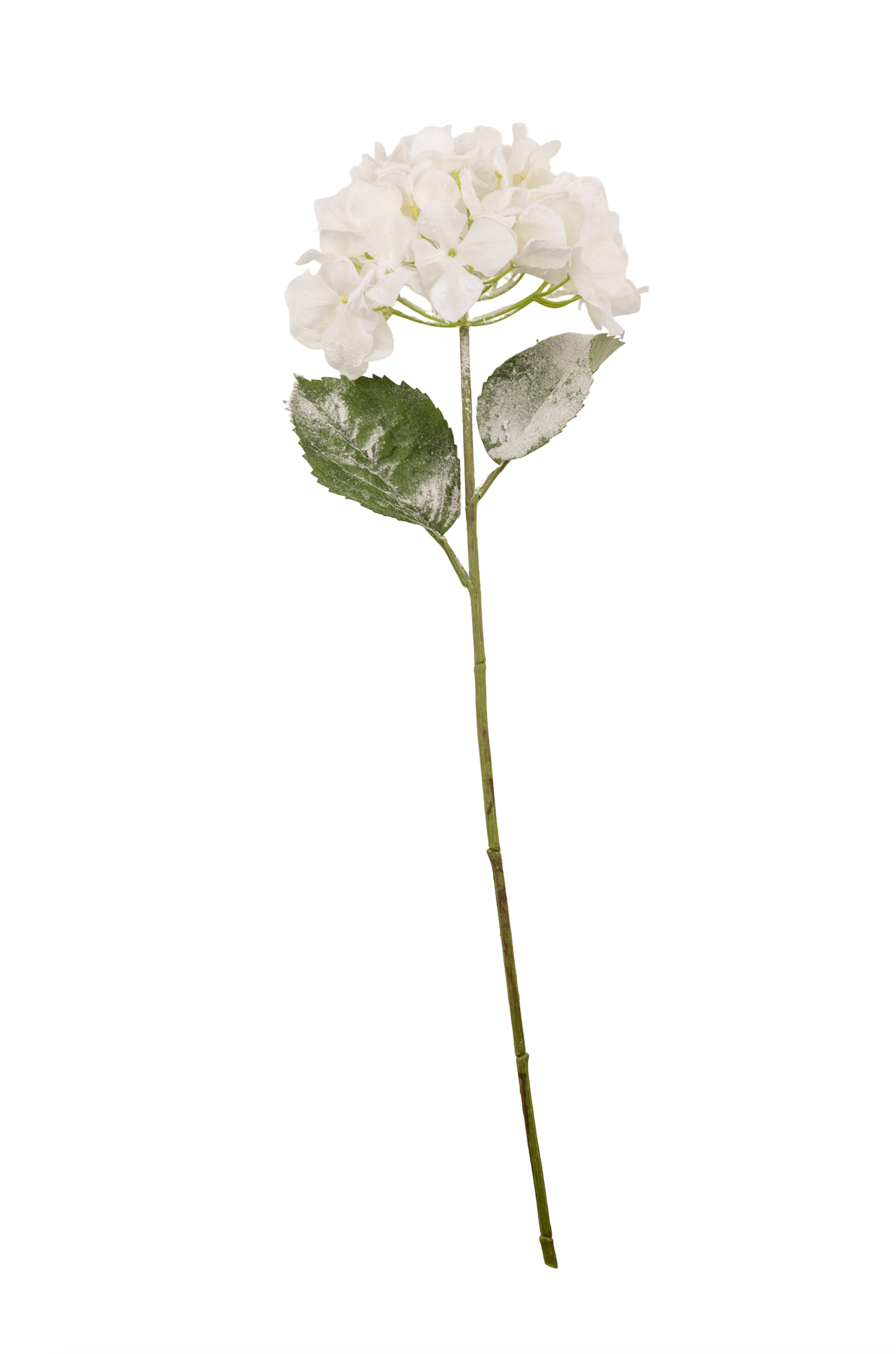 Frosted Hydrangea