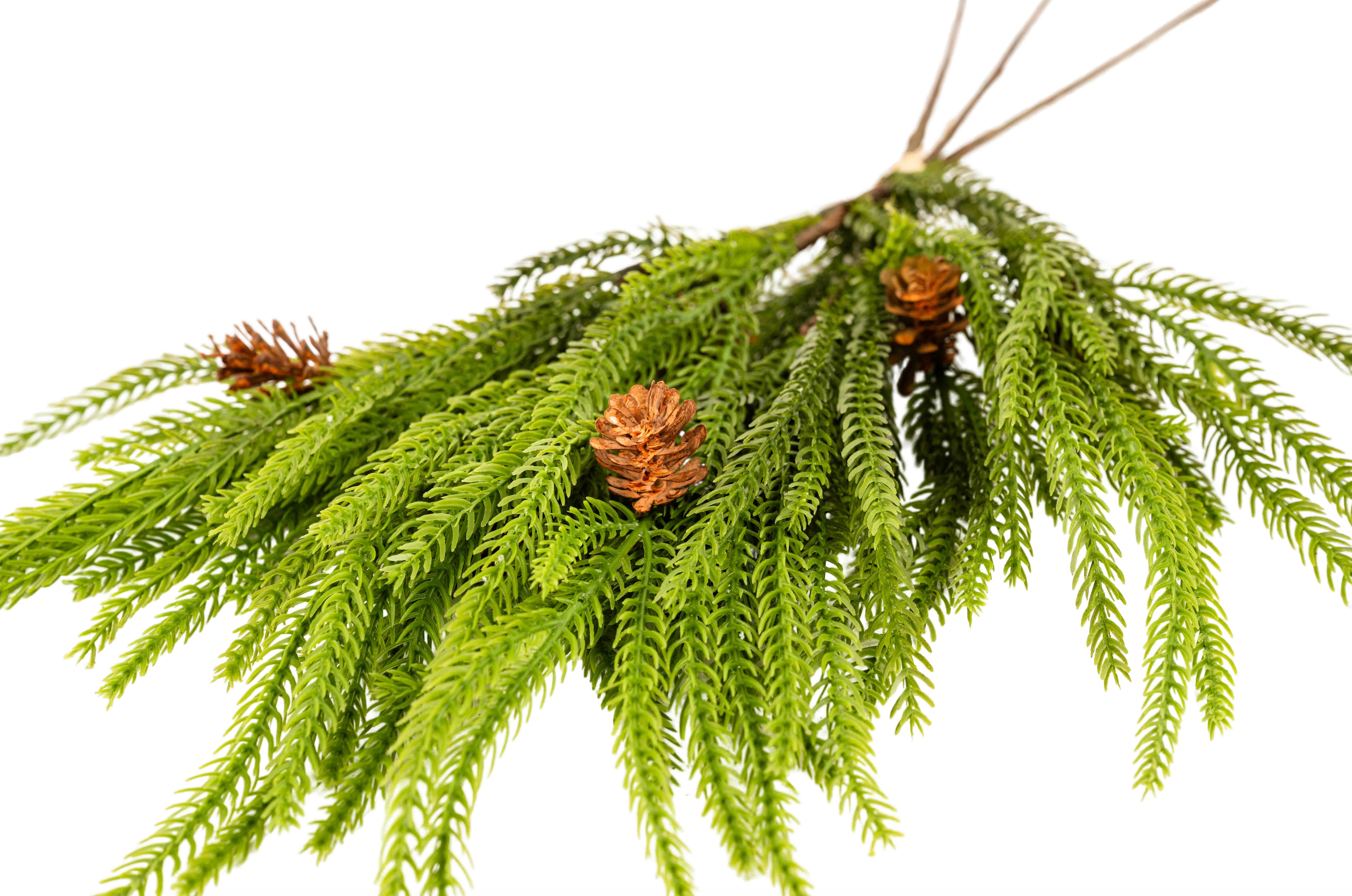 WEEPING NORFOLK PINE HANDTIE