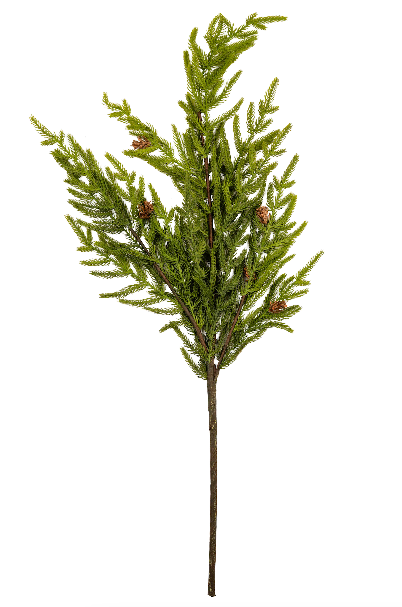 NORFOLK PINE SPRAY