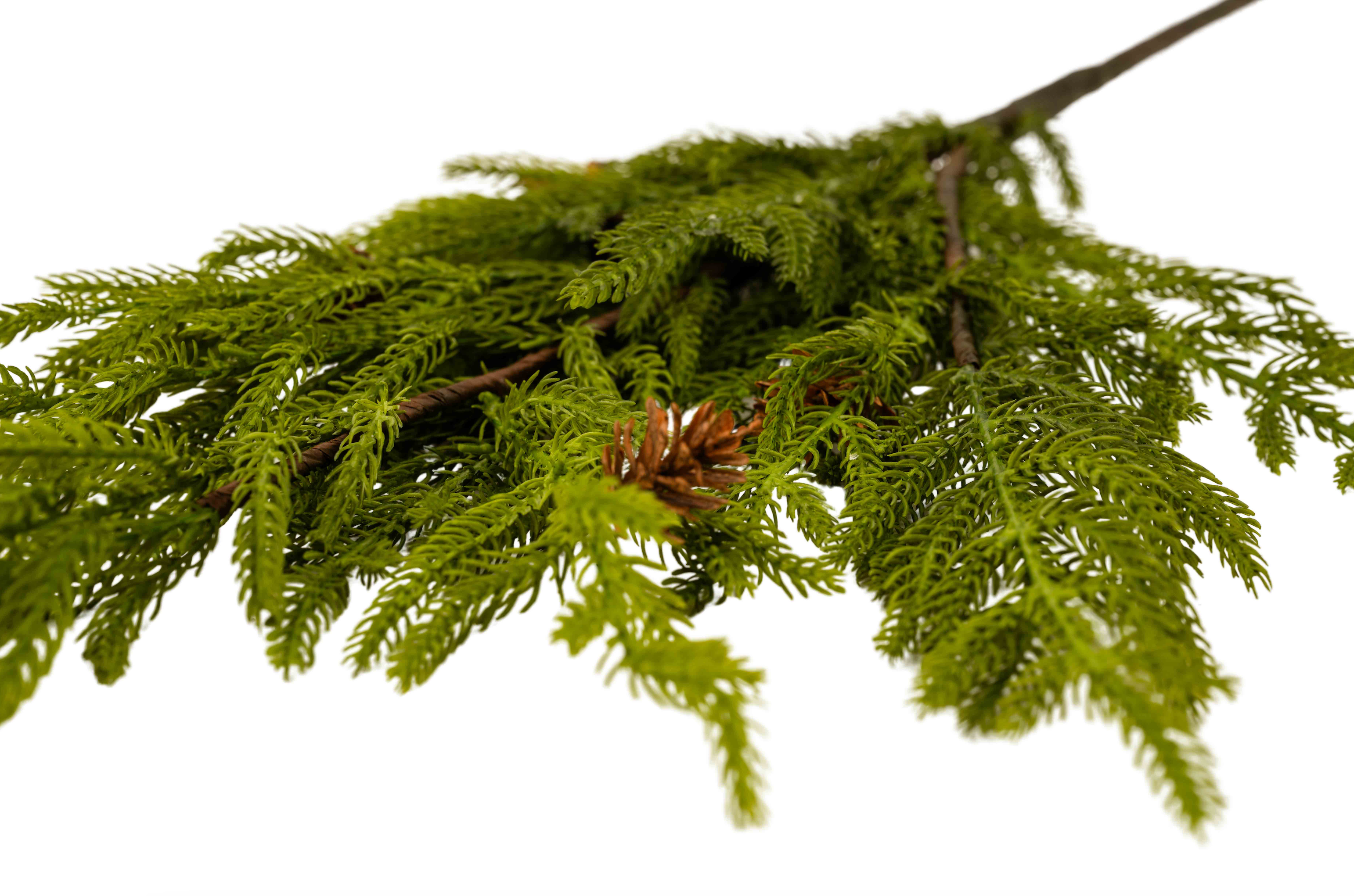 NORFOLK PINE SPRAY